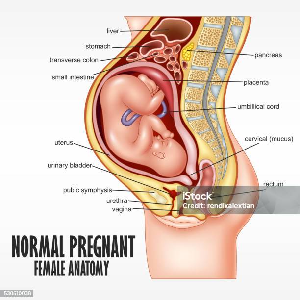 Normal Pregnant Female Anatomy Stock Illustration - Download Image Now - Pregnant, Anatomy, Female Likeness