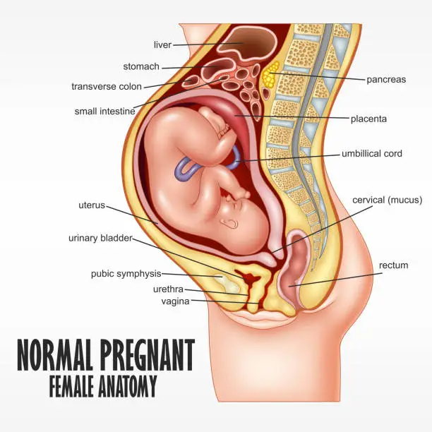 Vector illustration of Normal Pregnant female anatomy