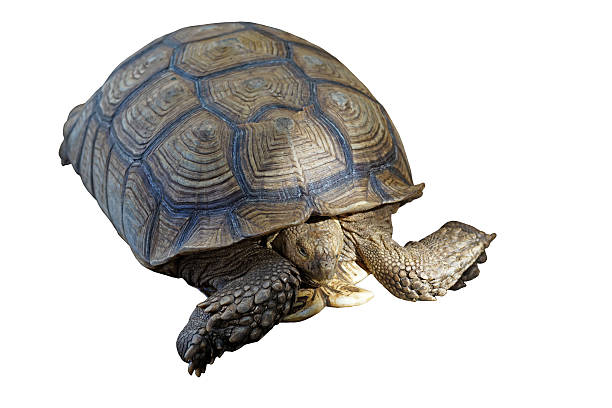 istock african spurred tortoise or geochelone sulcata 530510442
