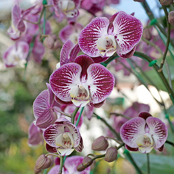 istock beautiful orchid flower 530510872