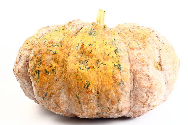 istock pumpkin ugly rot isolated on white background 530511712