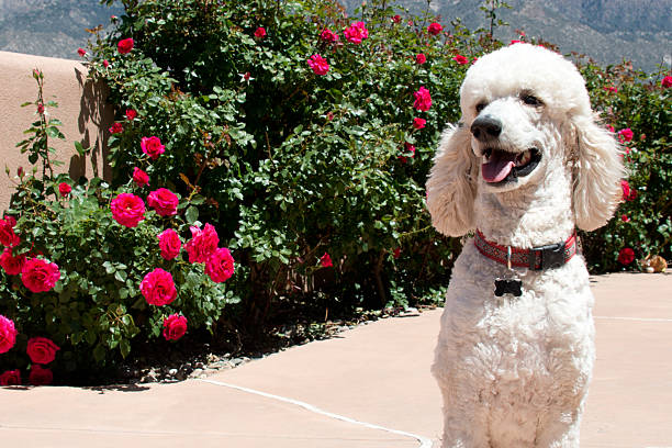istock White Standard Poodle in Rose Garden 530512860