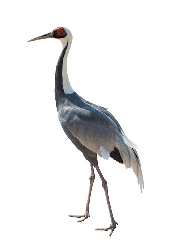Common Crane,isolated on white background.