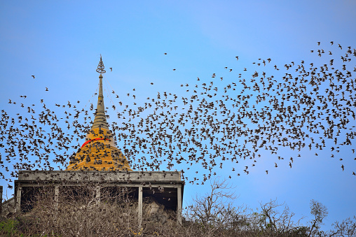 Bats flying through a living pagoda.