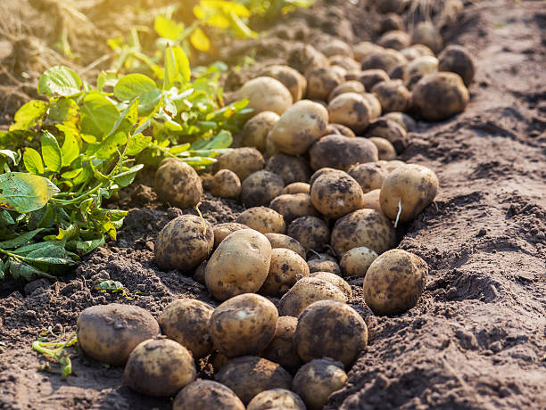 papas en la explotación. - patata fotografías e imágenes de stock