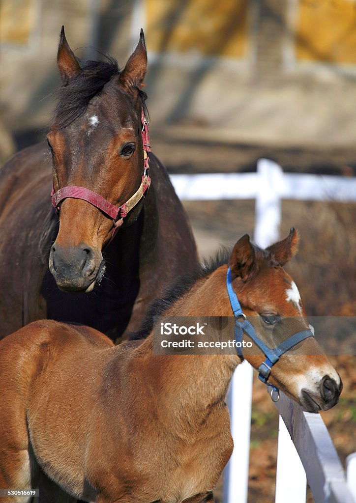 Mare and foal together Few days old full-blooded colt with mother rural scene Agricultural Field Stock Photo