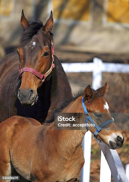 Mare And Foal Together Stock Photo - Download Image Now - Agricultural Field, Agriculture, Animal