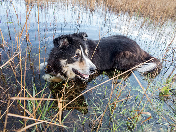 istock Border collie lying in pond to cool off 530516721