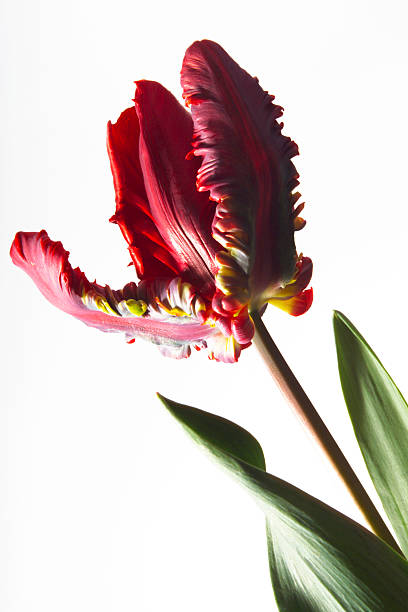 istock Tulip Flaming Parrot, close-up 530516901