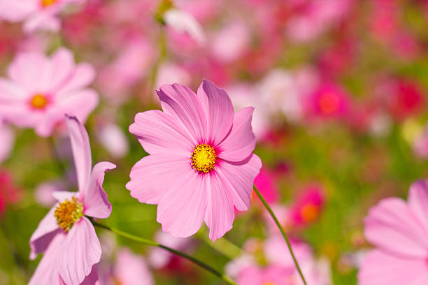 istock cosmos flowers against the sky with color filter. 530517039