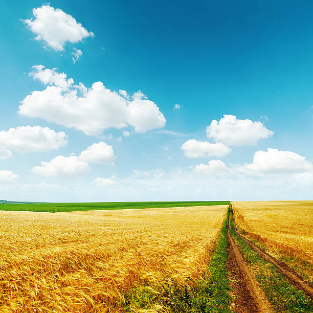 istock road in golden harvest under blue sky with clouds 530517307