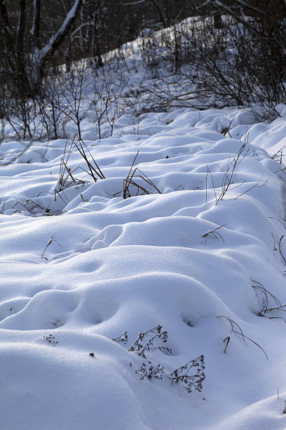 istock Snowdrifts in winter forest after snowfall 530517333