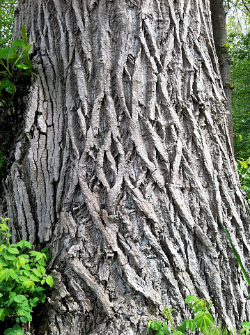 Detail of the ridged bark of black cottonwood (Populus trichocarpa)