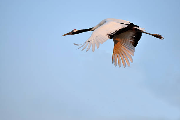 istock Sheyang Red Crowned Crane Reserve 530518023