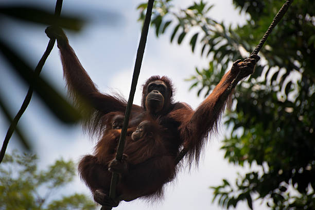 istock Adult primate with offspring 530518637