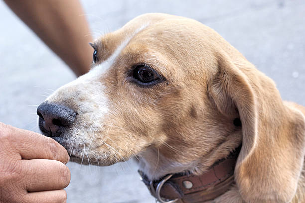 istock close up beagle dog looking 530518847
