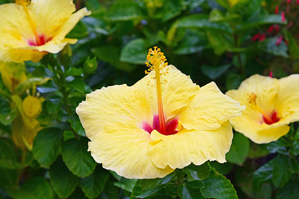 hibiscus amarillo - foilage fotografías e imágenes de stock