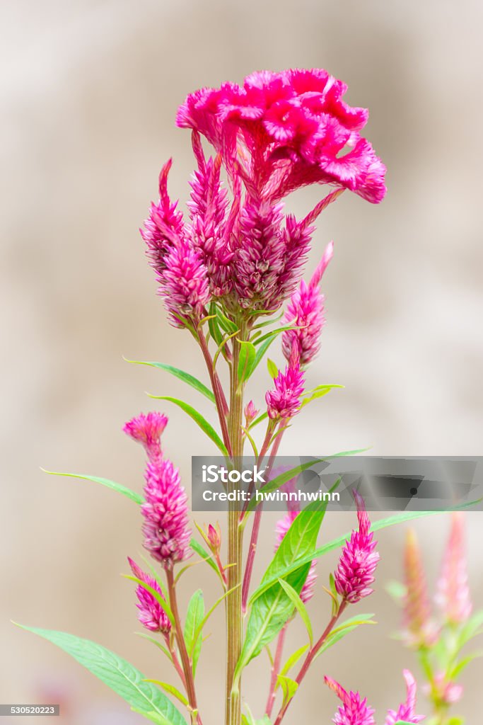 Cinese fiori di lana o cresta di gallo. - Foto stock royalty-free di Ambientazione esterna