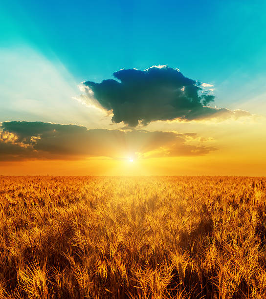 istock good sunset with dramatic sky over golden field 530520483