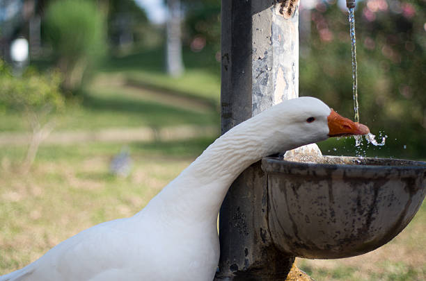 Duck joking with water in park Torre del Greco Naples (Italy)