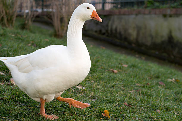 istock White duck walking in park at Torre Del Greco (Naples) 530521097