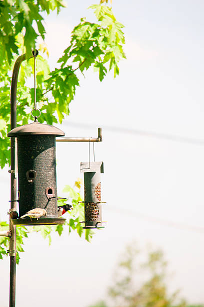 istock Bird feeders With Evening Grosbeak and Sparrow 530521313