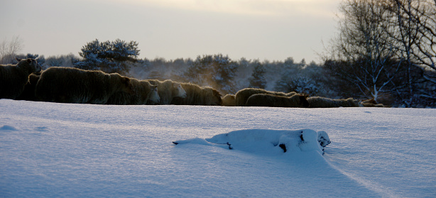 Sheep on the route to thee barn in cold winter landscpae