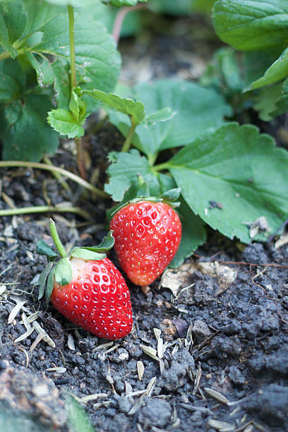 istock fresh strawberry fruit with green leaves 530523471