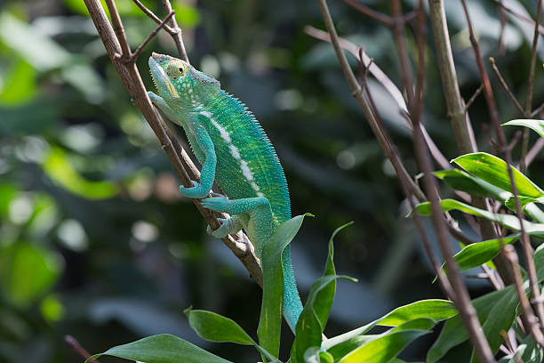 kameleon - chameleon madagascar wildlife bizarre zdjęcia i obrazy z banku zdjęć