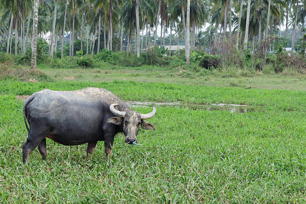 istock life of buffalo on field 530526579