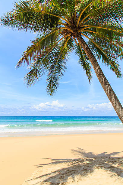 istock Tropical beach in Phuket, Thailand 530526635