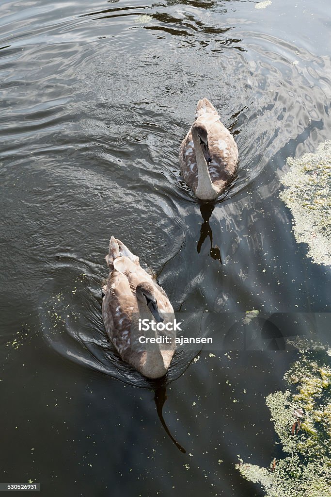 couple of swans Animal Stock Photo