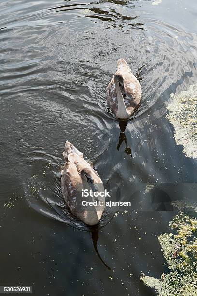 Couple Of Swans Stock Photo - Download Image Now - Animal, Animal Wildlife, Animals In The Wild