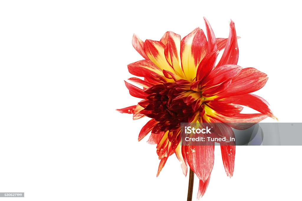 Red Dahlia Affectionate Stock Photo