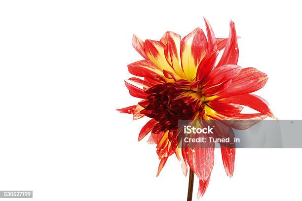 Red Dahlia Stock Photo - Download Image Now - Affectionate, Beauty, Close-up