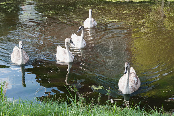 istock couple of swans 530527243