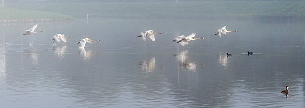 istock couple of flying swans 530527379