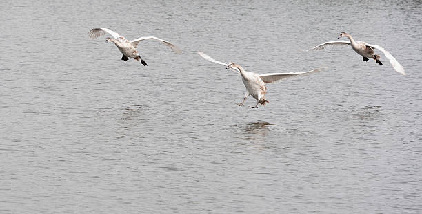 istock couple of flying swans 530527425