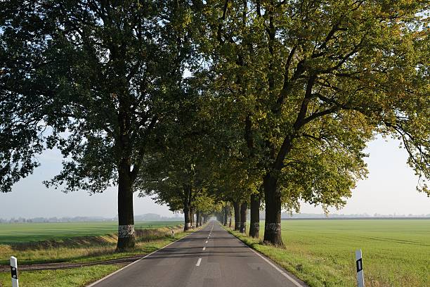 avenue of trees - road marking road reflector road dividing line photos et images de collection