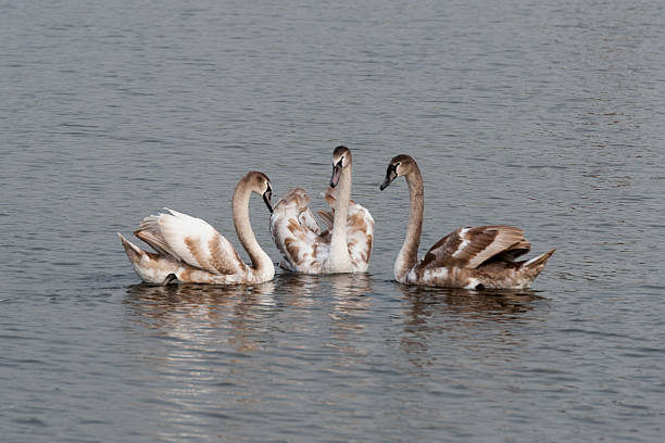 istock couple of swans 530528149