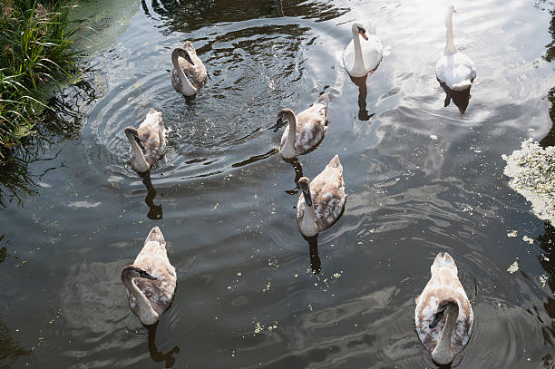 istock couple of swans 530528167
