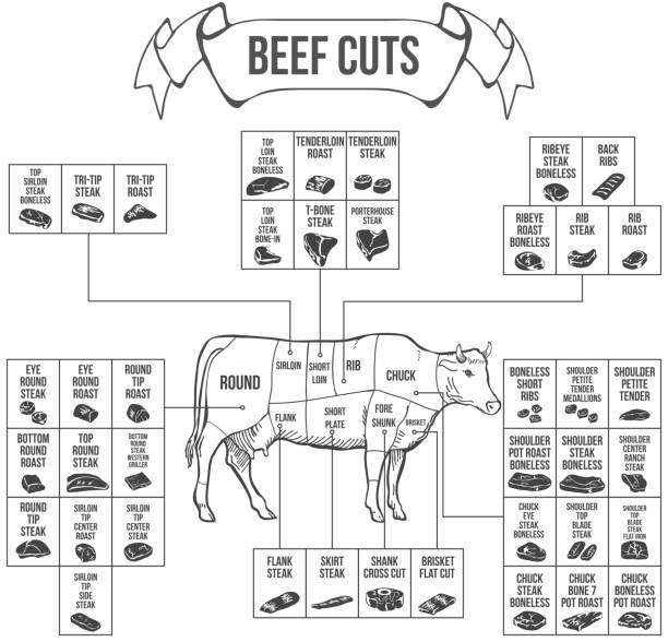 ilustrações, clipart, desenhos animados e ícones de esquema de cortes de carne bovina e carne. vetor - cortar