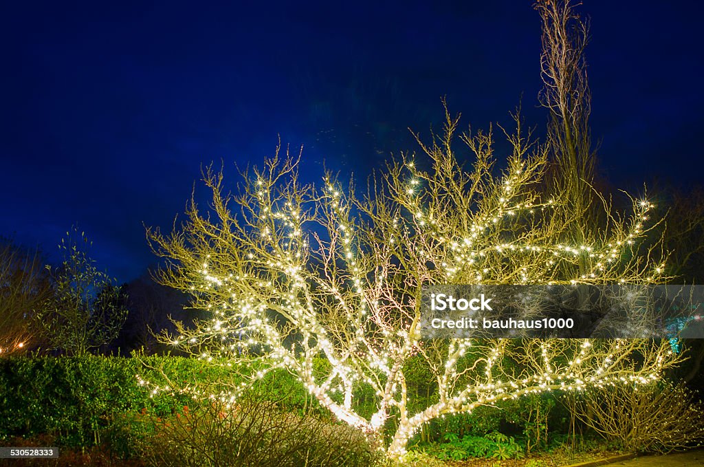 Tree with White Lights A small tree with twisted branches has been wrapped with festive white lights and taken against a brilliant blue sky. Blue Stock Photo
