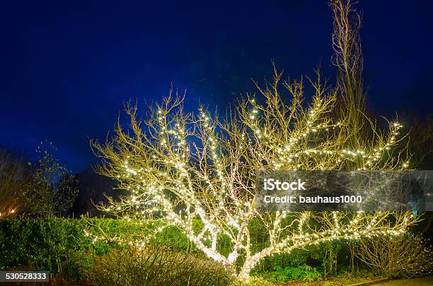 Tree With White Lights Stock Photo - Download Image Now - Blue, Bright, Brightly Lit