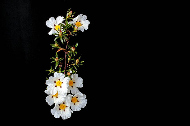 istock Gum rockrose - Cistus ladanifer 530529339
