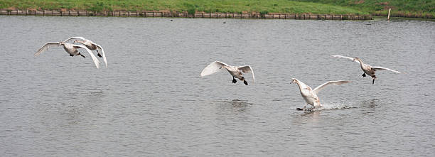 istock couple of flying swans 530529773