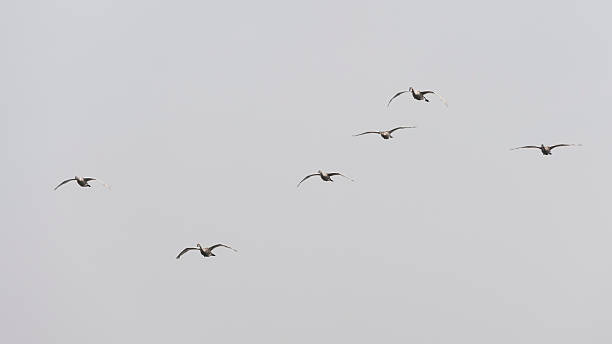 istock couple of flying swans 530529851