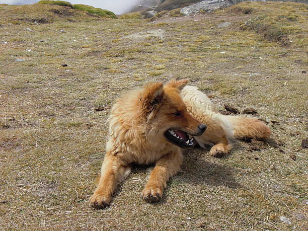 istock Dog at Huancayo 530530269