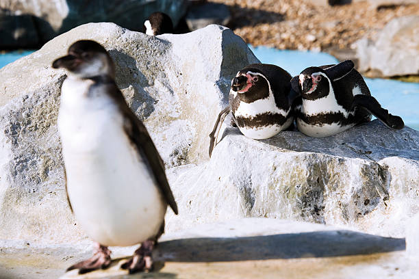 Two Magellanic Penguins bonding together by touching their bills together and a third penguin in softer focus wanders up behind looking on