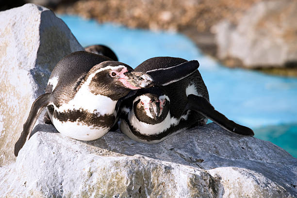 германия, кельн, пингвинов в зоопарке гумбольдта - humboldt penguin стоковые фото и изображения